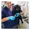 Ammex Professional Disposable Gloves, 3 mil Palm, Nitrile, Powder-Free, L, 1000 PK, Light Blue APFN46100 - alternate 3
